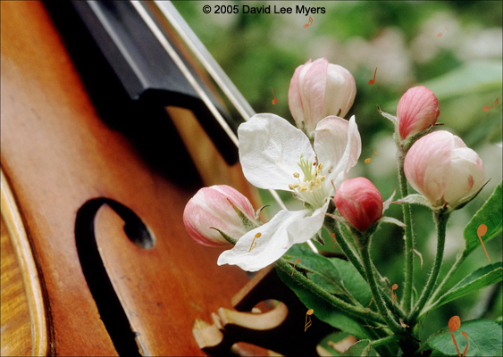 Violin with apple blossoms, with musical notes.