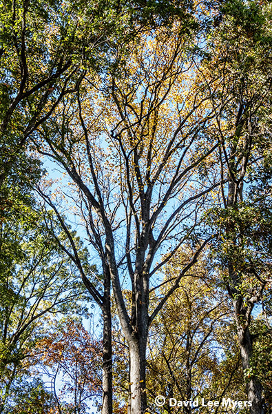 Oak woods in autumn, Potomac, Maryland.