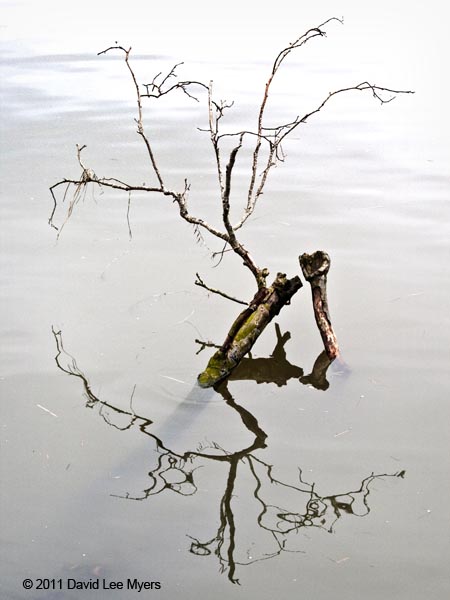 Branch and reflection, along the Astoria River Walk, Oregon.