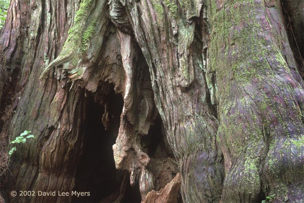 Old growth cedar trunk, Long Island Cedars, Willapa National Wildlife Refuge, Washington.