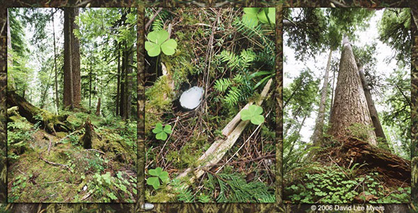 Marbled murrelet egshell, doglas-fir, Saddle Mountain State Park, Oregon