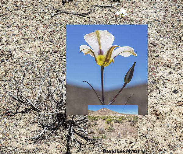 Mariposa lily blooms in the southeastern Oregon Great Basin.