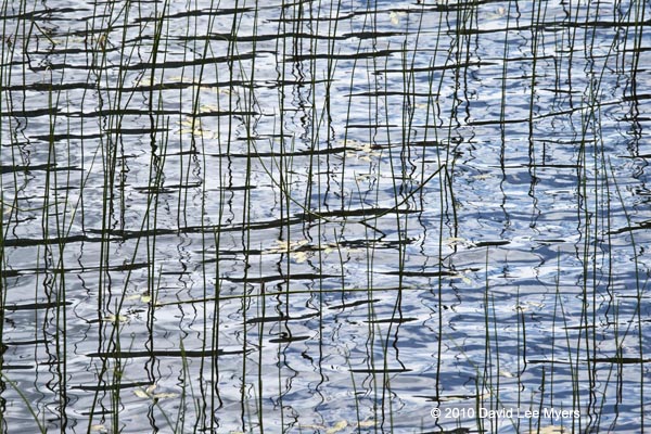 Mendenhall Lake, Alaska. Water ripples and reflected rushes.