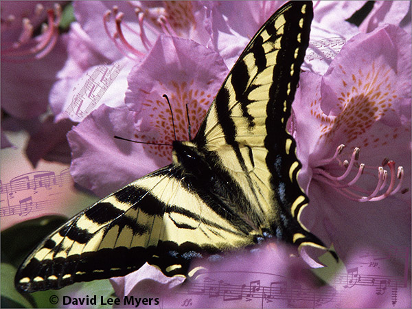 Western Tiger Swallowtail on rhododendron flower, with musical notes from Edvard Grieg's "Papillon" (Butterfly.)