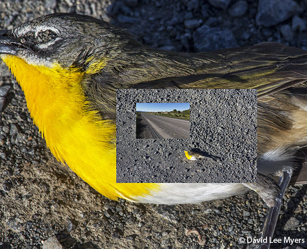 Roadkill yellow-breasted chat, Malheur National Wildlife Refuge, Oregon.