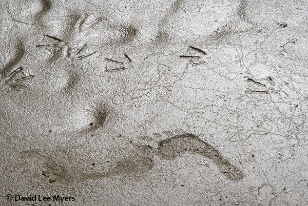 Child footprints and bird tracks on the beach, Little Creekk Cove, Oregon.